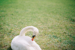 not_swan