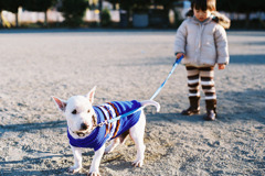 dog