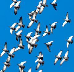 a white bird
