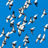 a white bird
