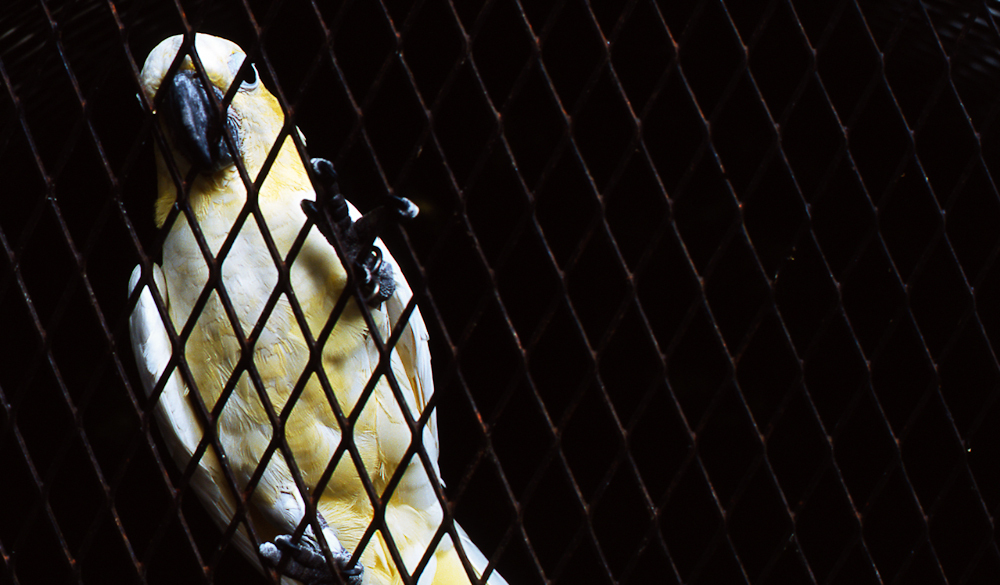 Prisoner of ...