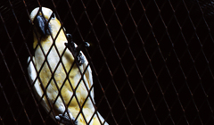 Prisoner of ...