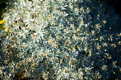 little_flowers