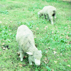 sheeps