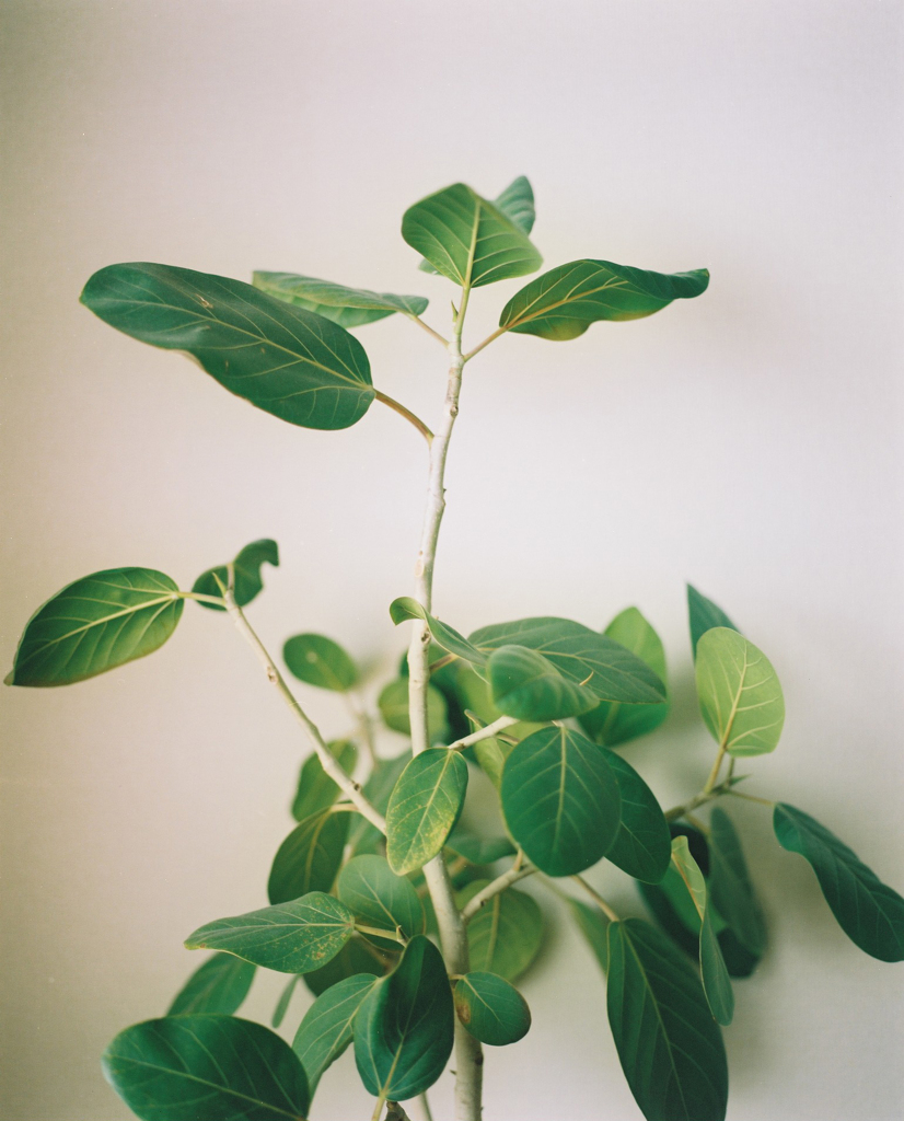 Portrait of plant