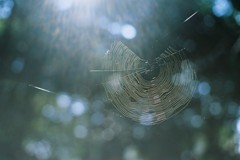 nest