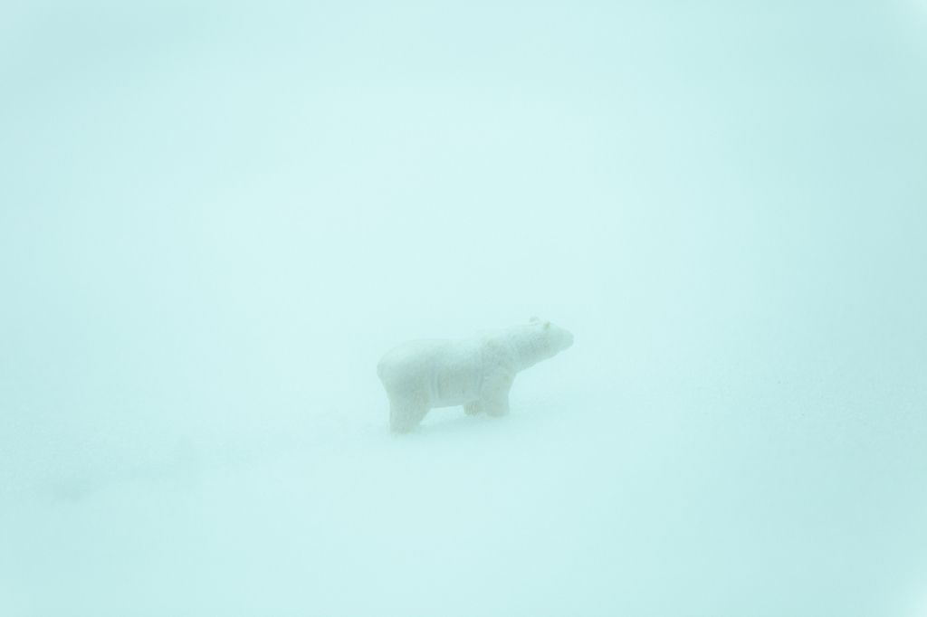 シロクマを見る