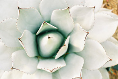 open the flower