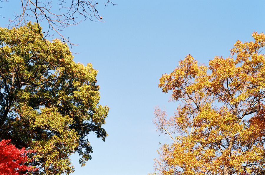 howmanyleavesdoyouhave