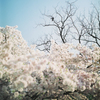 桜と烏