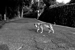 さまよう犬