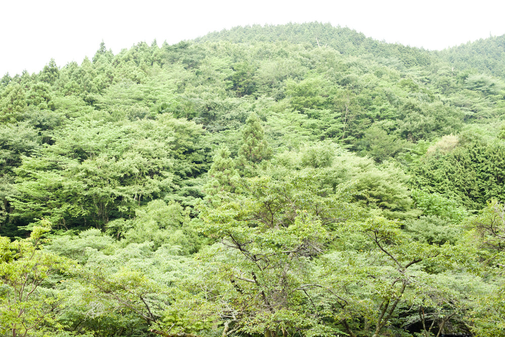 morimori