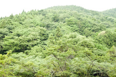 morimori