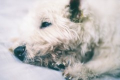 Portrait of dog