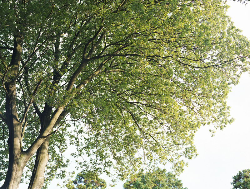 mother tree