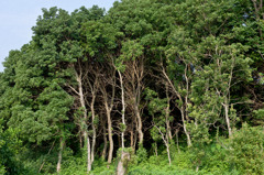 Wald