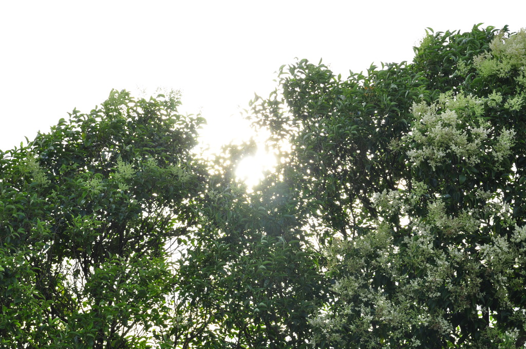 名も知らない木