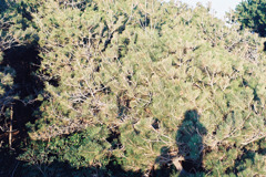 hedgehog