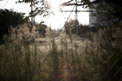 fence