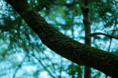STEM