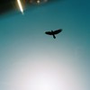 鳥烏