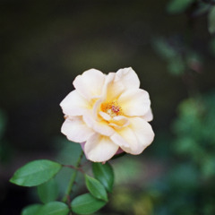 whiterose