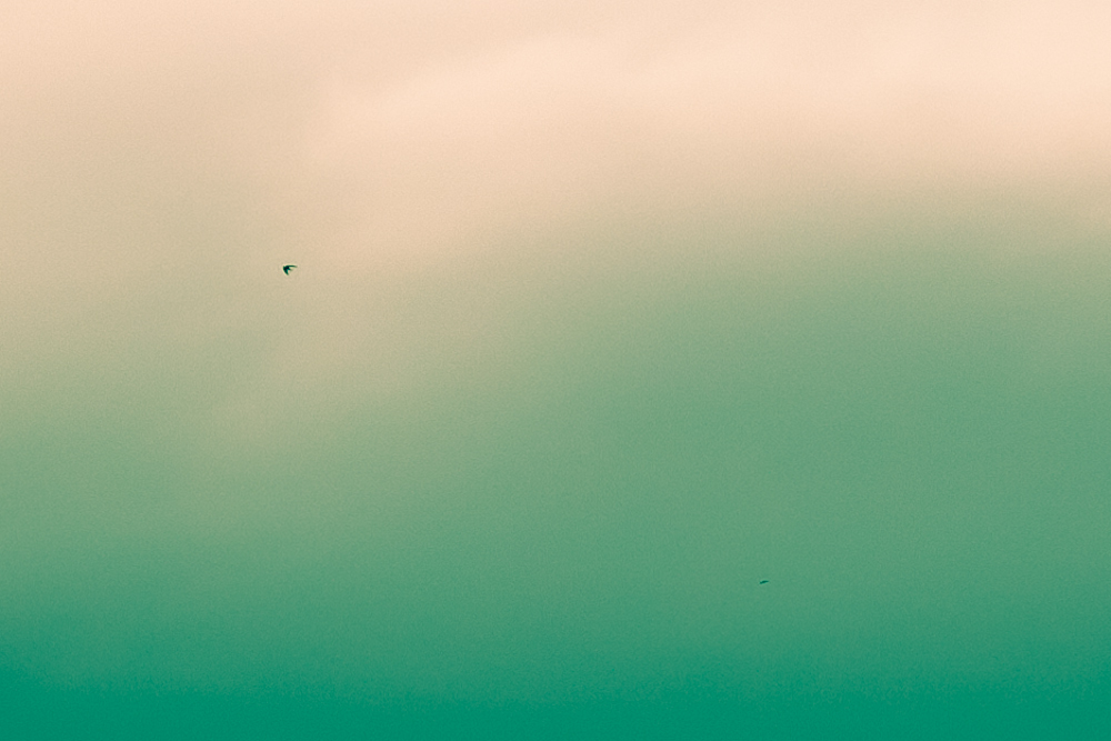 lonesome bird