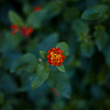 petit_sun