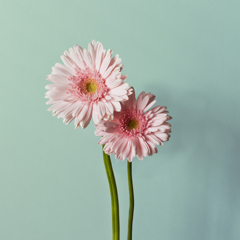 a gerbera.