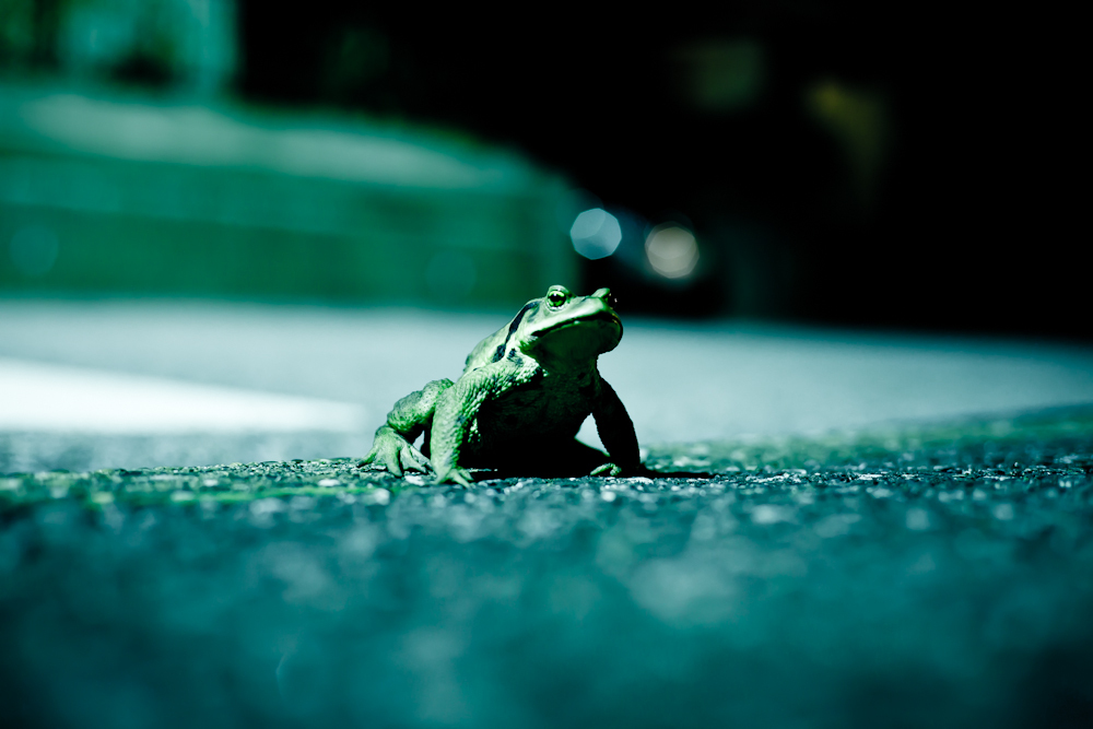 Wild on asphalt