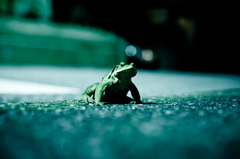 Wild on asphalt