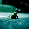 Wild on asphalt