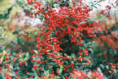 xmascolor