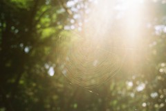 Catch the light