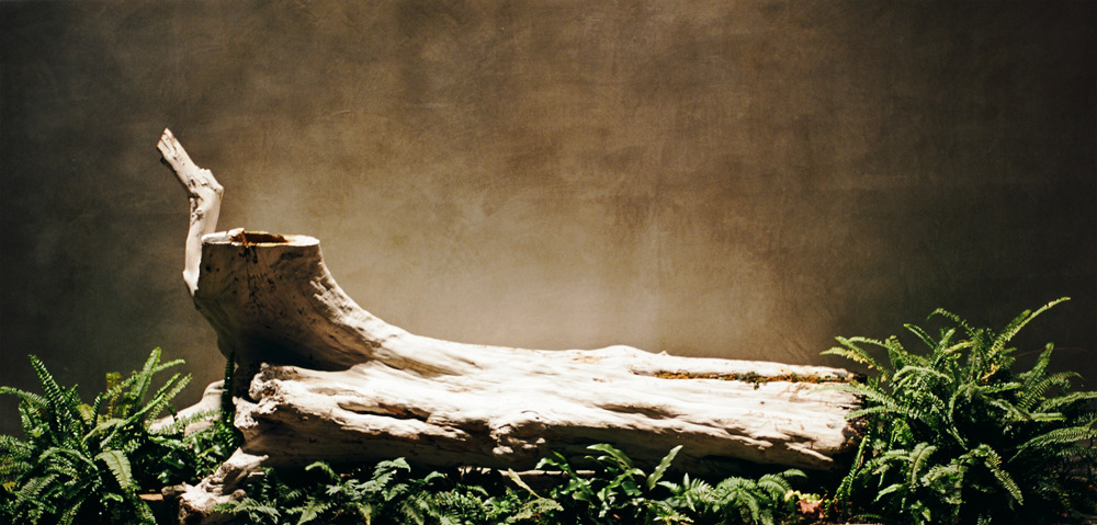 fossil