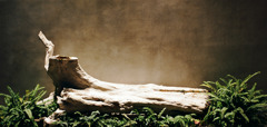 fossil