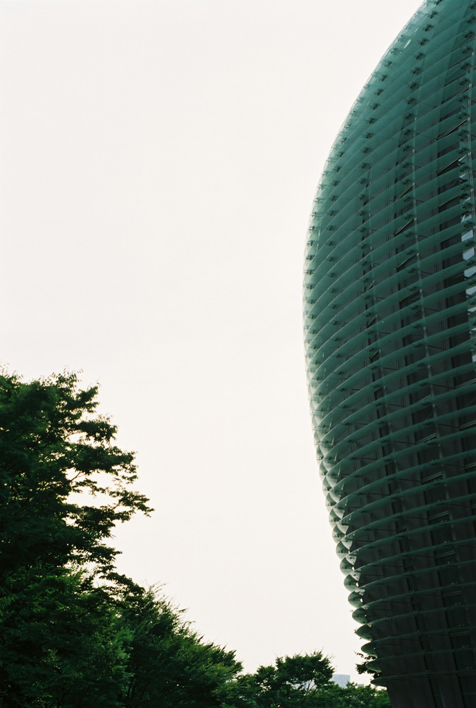 サボテンのように