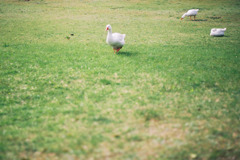 heavenofduck