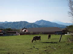 初夏の清泉寮