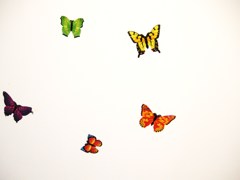 butterfly