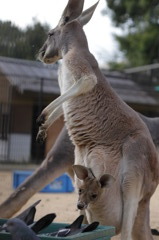 カンガルー　２