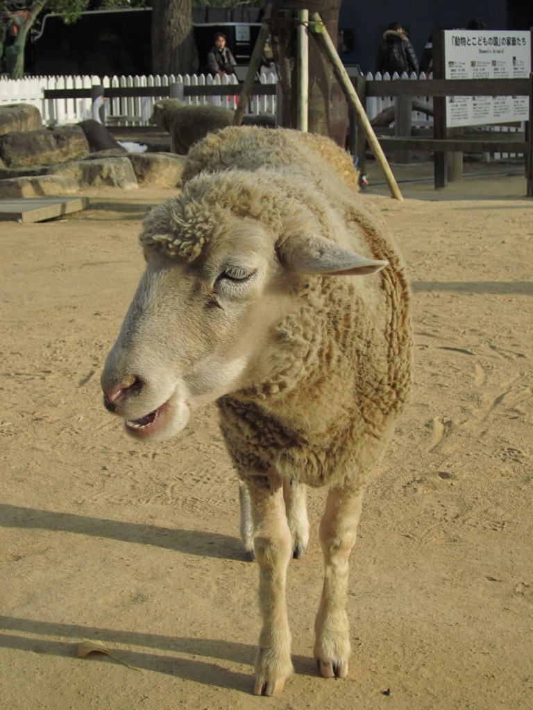 Wool100% !