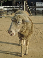 Wool100% !