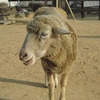 Wool100% !