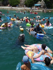 クジラと泳ぐ