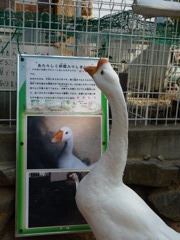 ふむふむ・・・