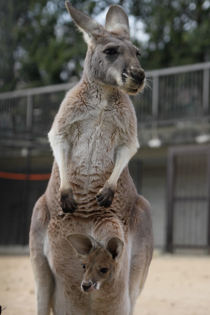 カンガルー