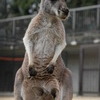 カンガルー