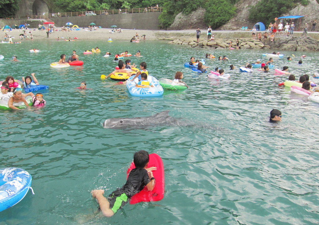 クジラと泳ぐ2011