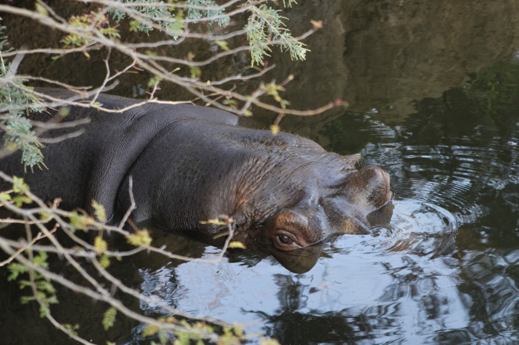 水に潜む